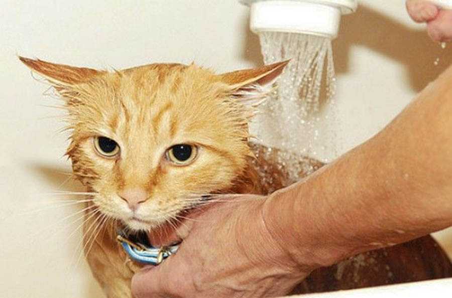Как мыть котенка - 8 полезных советов