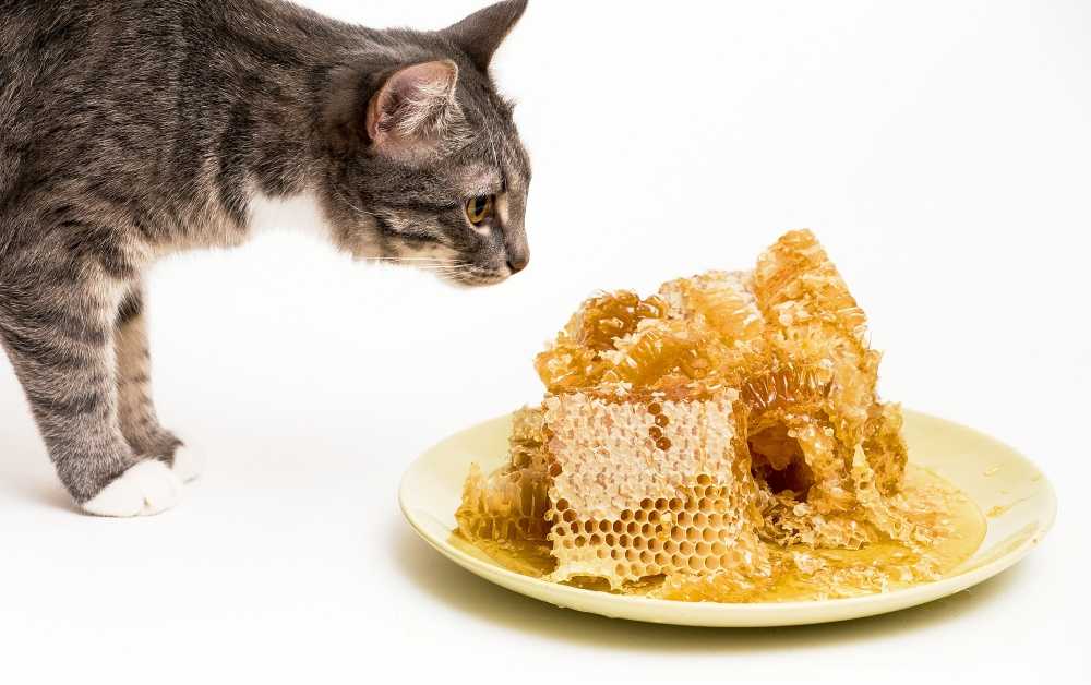 Можно ли котам есть шоколад — почему коты едят сладкое?