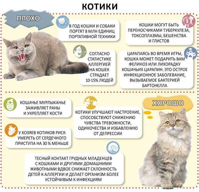 Глистогоним кошку дома: план профилактики, топ-10 лучших препаратов