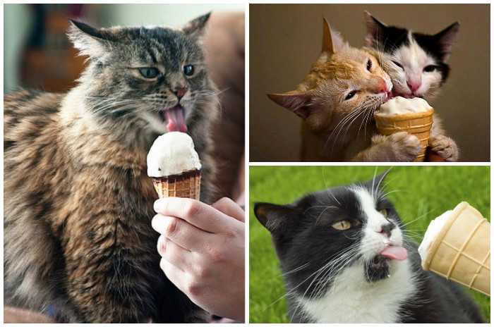 Можно ли кошке давать сладкое: опасности, влияние шоколада, отравление