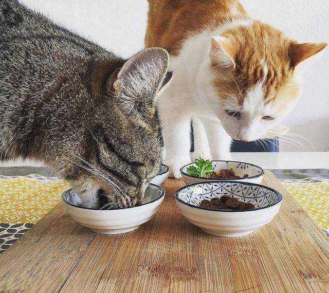 Как приучить кошку к сухому корму? как перевести кота с натуральной пищи и влажного корма на сухой? распространенные ошибки