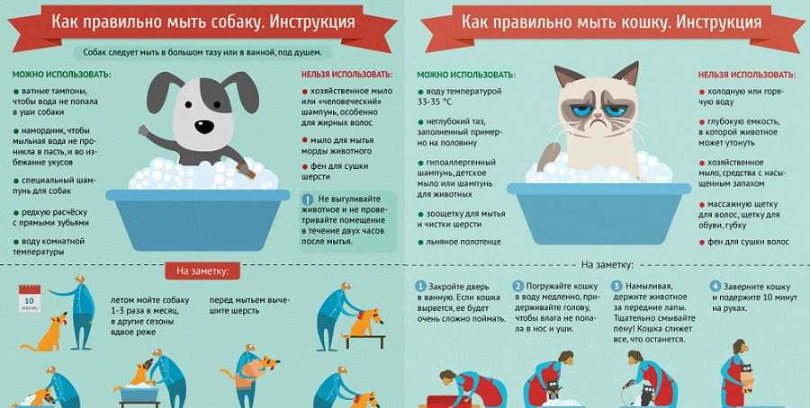 Как мыть собаку: можно ли купать в жару или зимой и после прививки, как правильно избавиться от запаха псины в домашних условиях