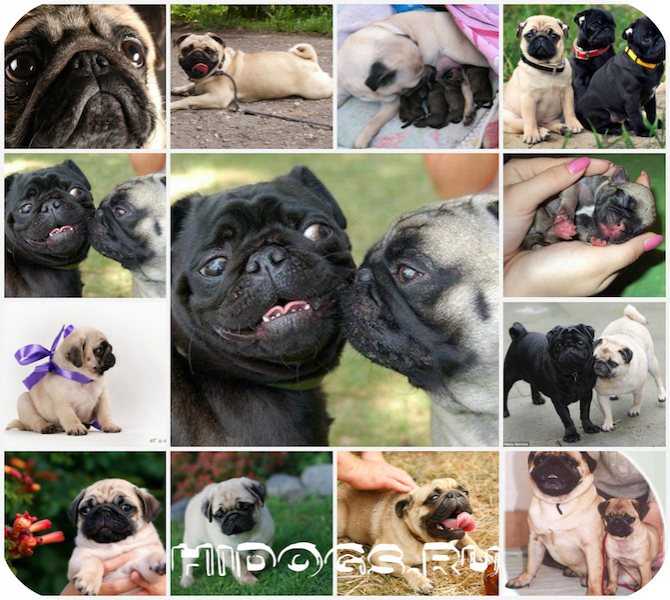 Мопс: фото собак, история породы, ее стандарты и особенности + как выглядит щенок и как правильно выбрать себе питомца