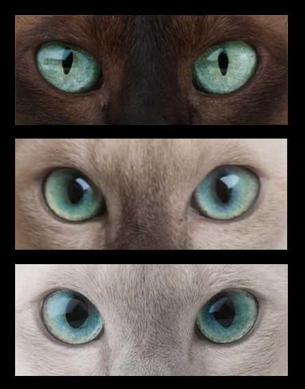 Когда меняют цвет глаз котят? - котята 2021