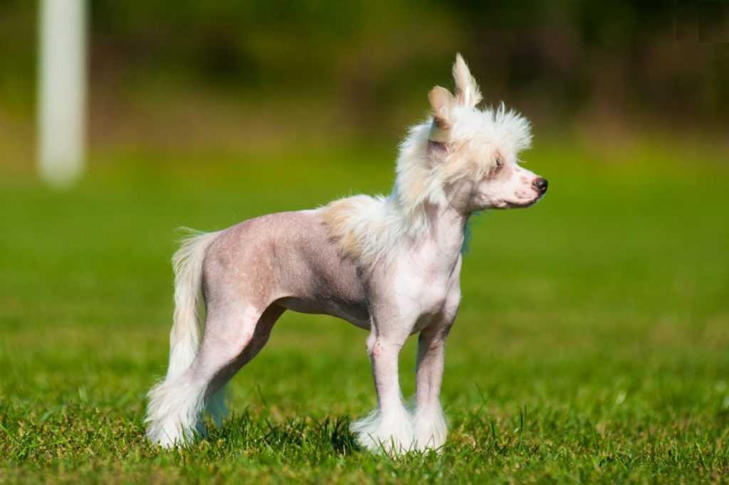 Описание породы китайская хохлатая собака с отзывами владельцев, видео и фото