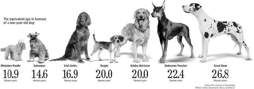 Сколько лет живут собаки?