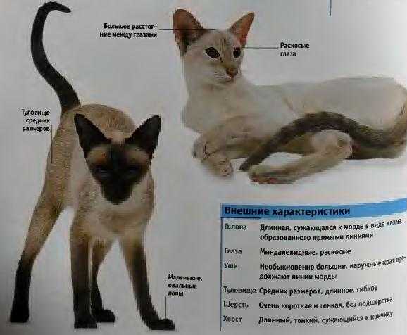 Сиамская вислоухая кошка - описание породы, фото, цена