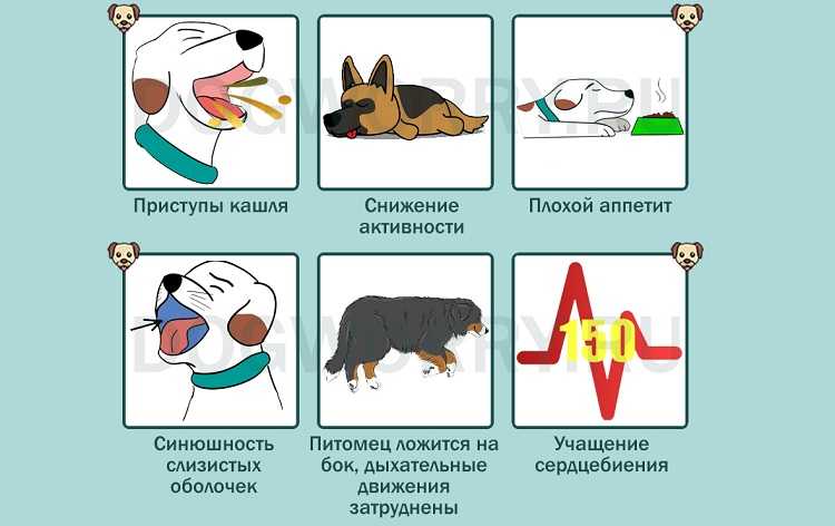 Кашель у собаки: виды, симптомы, лечение и профилактика - интересное про собак
