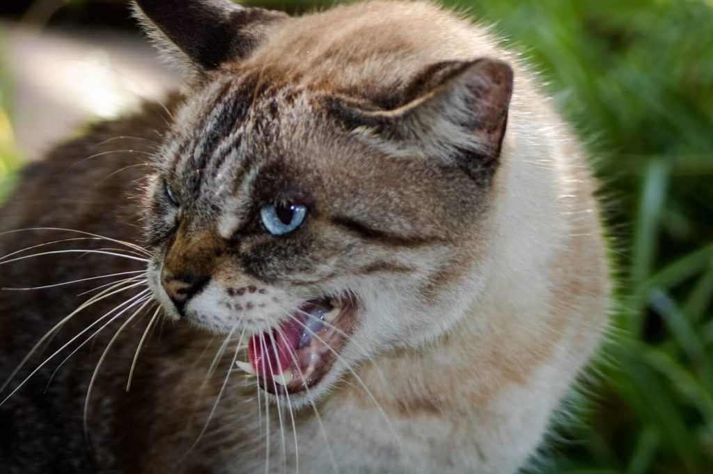 Кот рычит и шипит - причины и лечение