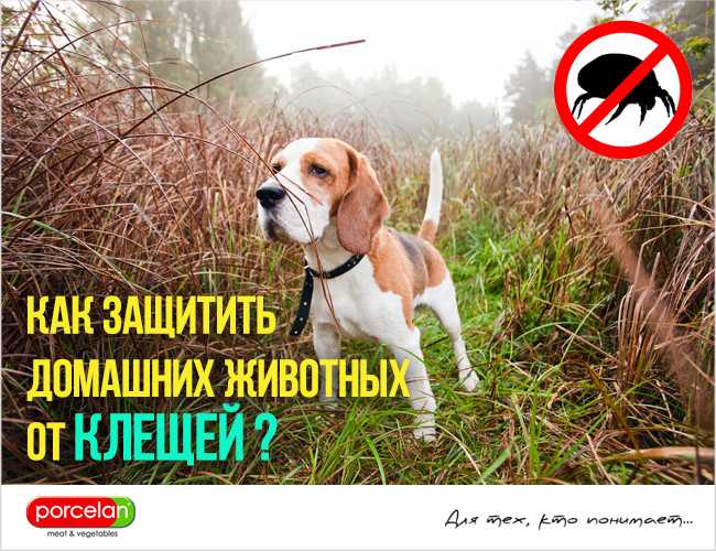 Клещи: защищаем домашних животных на supersadovnik.ru