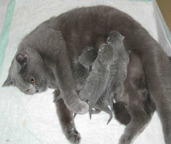 Беременность у кошек: признаки, протекание беременности, уход