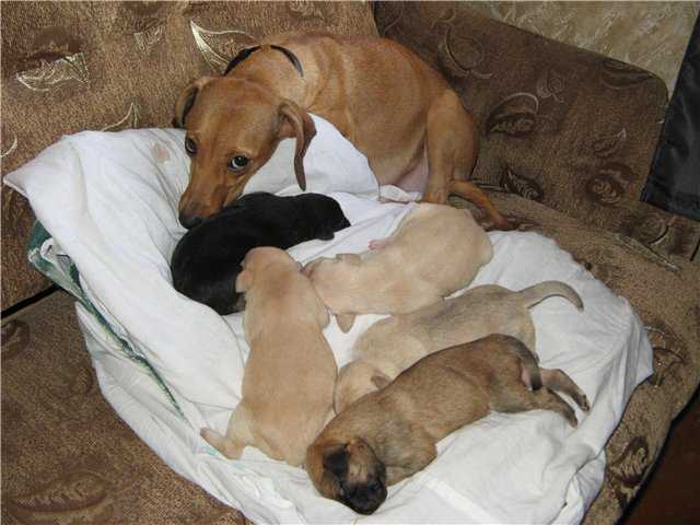 Беременность у собак: признаки, сколько длится, периоды по дням и неделям
