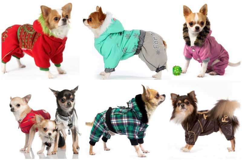 Какую одежду для собаки выбрать в зависимости от породы?