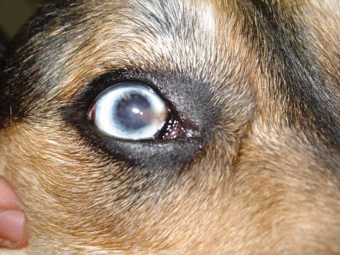 Мутные глаза у собаки: катаракта, третье веко, бельмо, глаукома, пленка (белая, мутная, прозрачная, голубая) - лечение, причины, симптомы, капли, а также фото