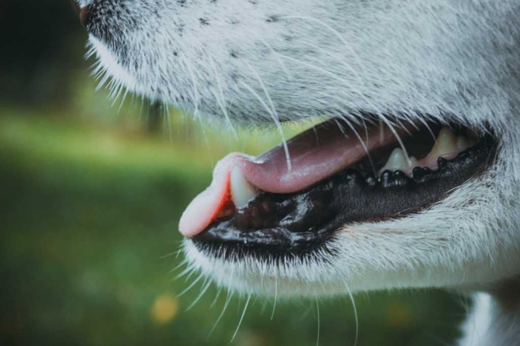 Является ли нормой запах изо рта у собаки?