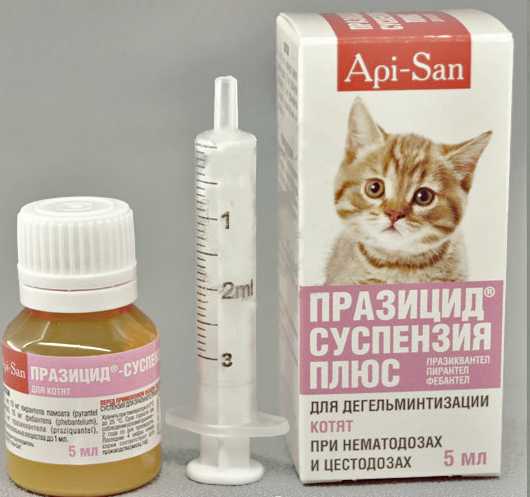 Как глистогонить котёнка с помощью препарата празител. об этом должен знать каждый хозяин