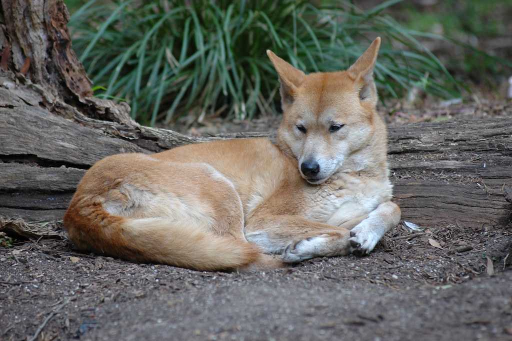 Австралийский хилер собака