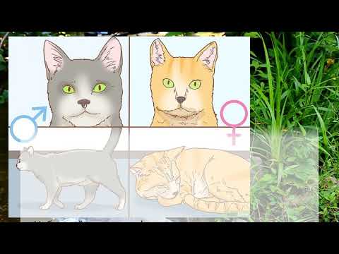 Анатомия кошки