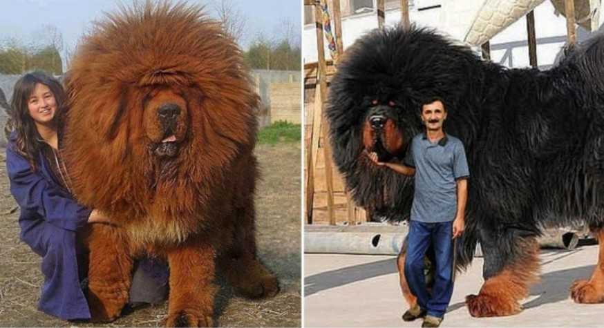 Тибетский мастиф - самая большая собака в мире, весящая до 112 кг, история породы и фото