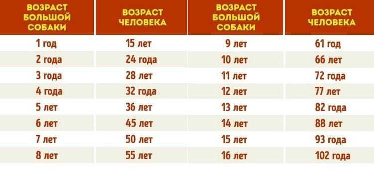 Сколько лет живут собаки?