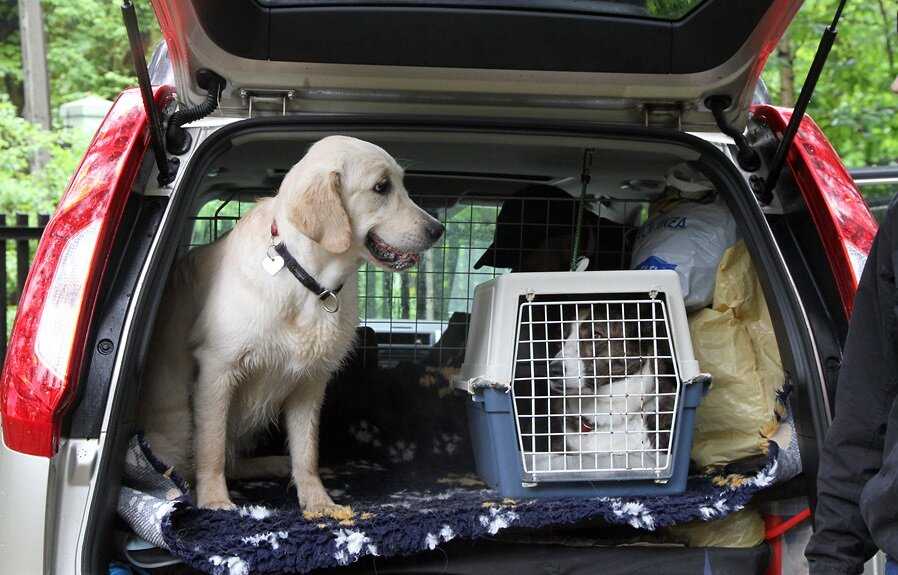 Как правильно перевозить собаку в машине на дальнее расстояние: правила