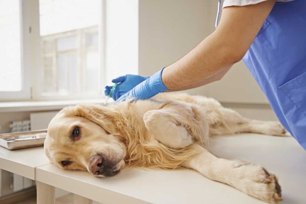 Течка у стерилизованной собаки: миф или реальность