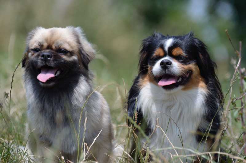 Порода собак папильон: характер, здоровье, уход | блог ветклиники "беланта"