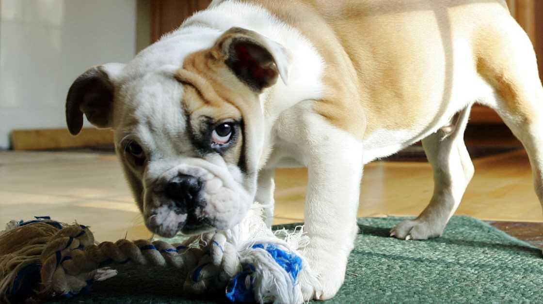 Как отучить собаку грызть вещи в отсутствие хозяина – 10 способов
