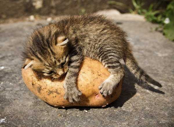 Почему кот ест сырую картошку ⋆ онлайн-журнал для женщин