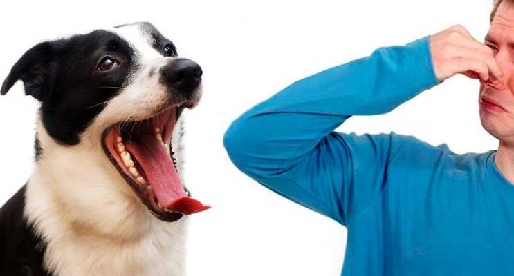 Причины, почему у собаки изо рта пахнет тухлятиной