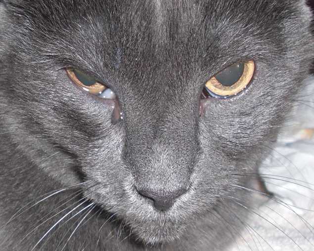 Третье веко у кошки: причины, симптомы, лечение | блог ветклиники "беланта"