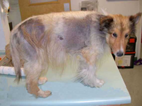 Инфекционные артриты (иа) собак – диагностика и лечение
