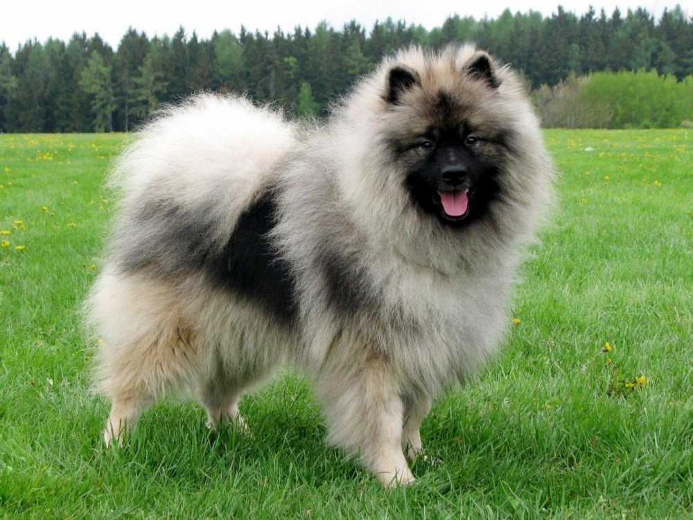 Кеесхонд (вольфшпиц) собака: фото описание породы, характер, цена