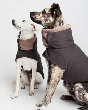 Одежда для собаки - виды одежды, как выбрать, уход за одеждой