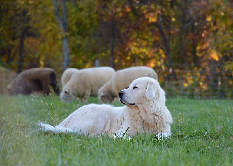 Польская подгалянская овчарка: фото собаки, описание породы, цена щенков и уход