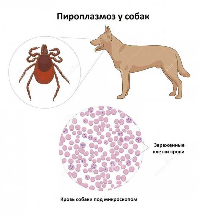 Пироплазмоз (бабезиоз) у собак : возбудитель, симптомы, диагностика, лечение и профилактика | нижний новгород