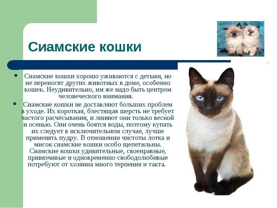 Сиамская вислоухая кошка - описание породы, фото, цена
