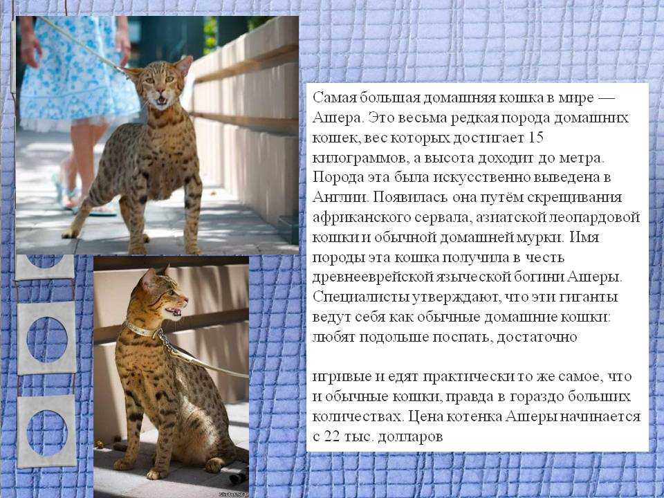 Сервал кошка: описание породы
