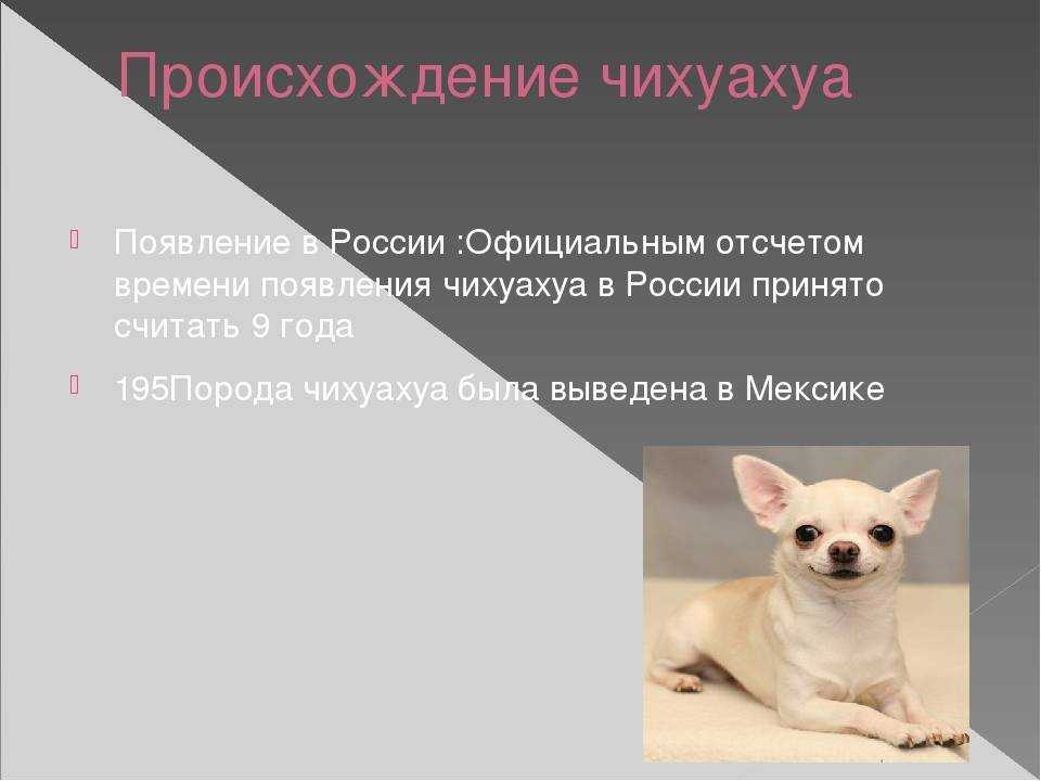 О стандартах чихуахуа. статьи mini-dogs о декоративной породе собак чихуахуа.