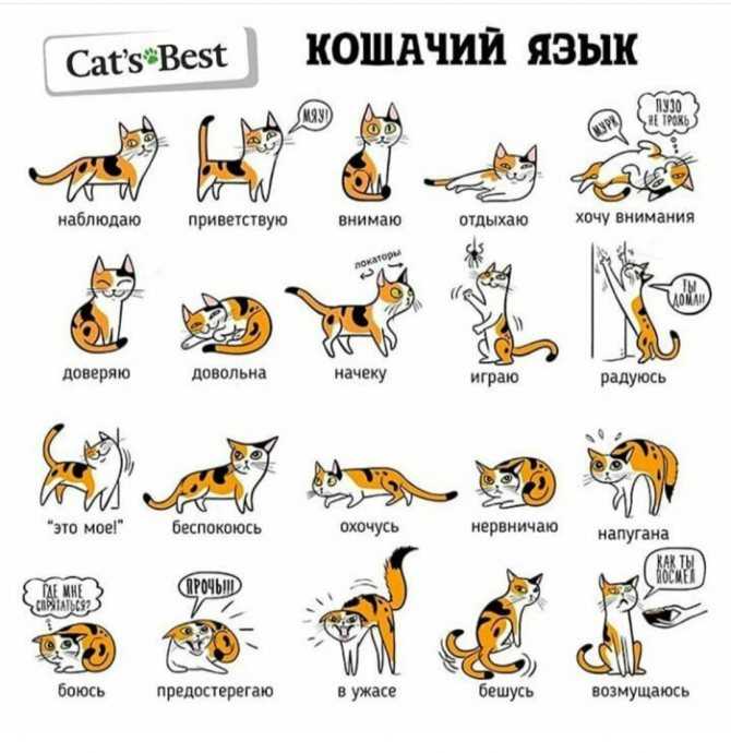 Для чего кошке хвост? какое он имеет значение? почему нельзя дергать и тянуть животное за хвост? почему кот трясет и влияет хвостом? зачем коты бегают за своим хвостом?