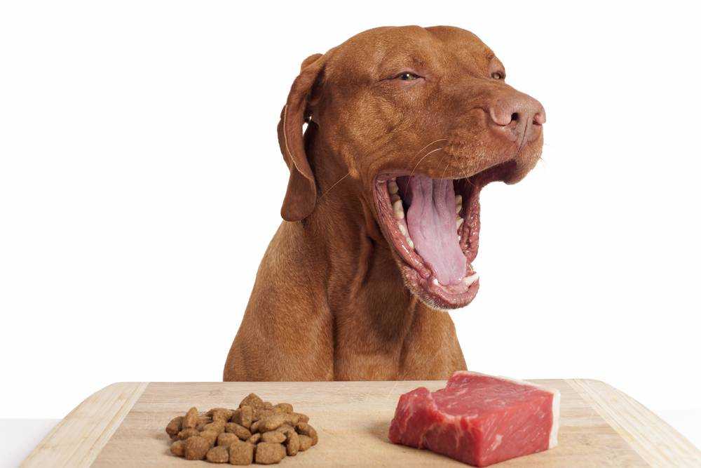 Можно ли кормить собаку натуральным и сухим кормом одновременно? 19 фото как правильно совмещать типы кормления?