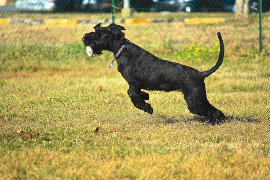 Ризеншнауцер — описание: плюсы и минусы большой черной собаки