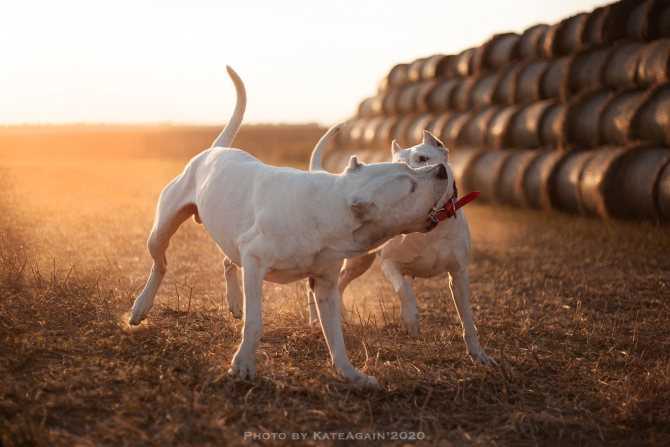 Собака породы аргентинский дог. описание, особенности, характер, уход и цена