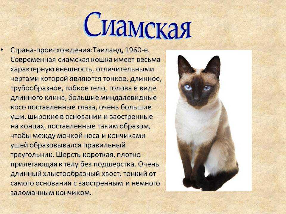 Сиамская кошка - изящное домашнее животное, которое отличается удивительным внешним видом и норовистым избалованным характером.