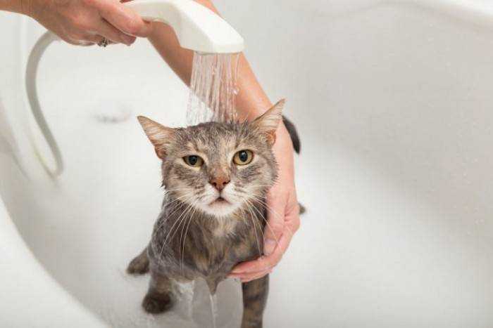 6 причин почему у кошки выпадает шерсть - заболевания кожи - kotiko.ru