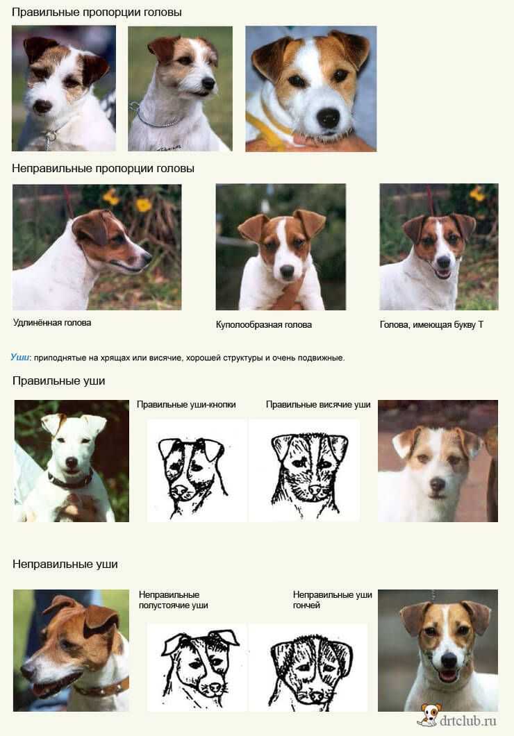 Джек рассел терьер: фото и описание породы, характеристика собаки и уход