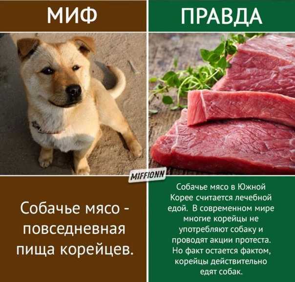 Разрешается ли кормление собаки свининой: почему считается что нельзя