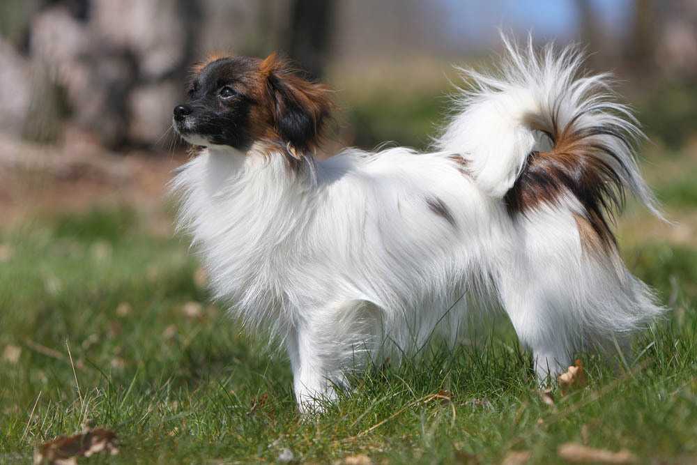 Собака фален: характеристика породы и правила содержания животного