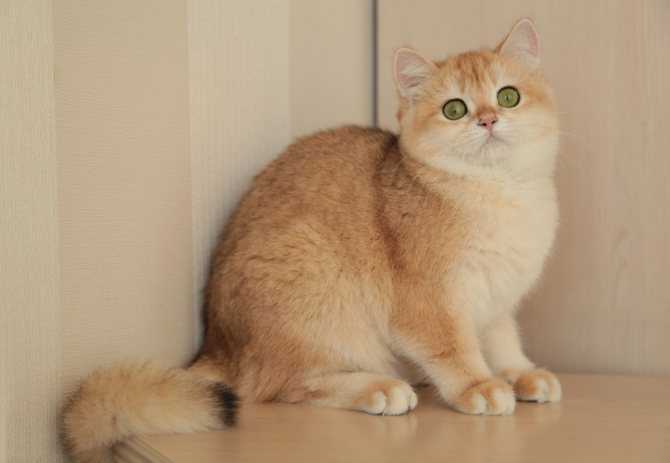 Кошка золотистая шиншилла — описание породы