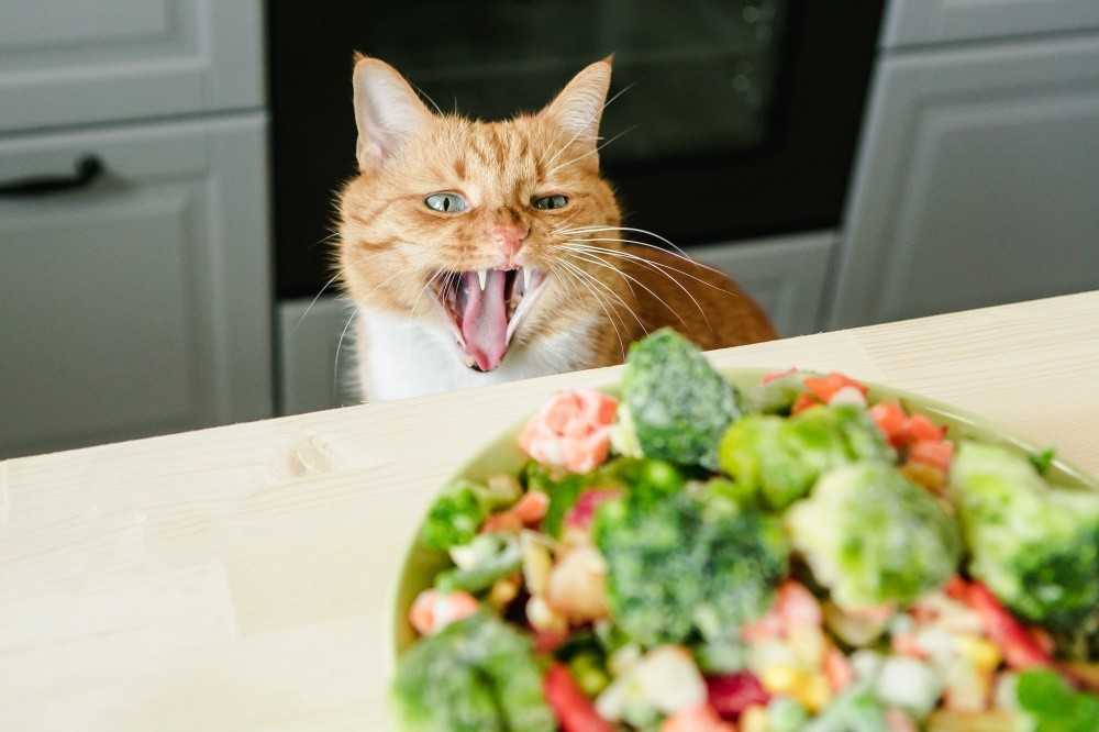 Кошка хочет есть но не ест